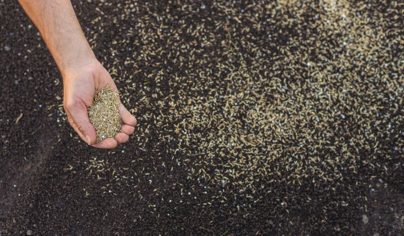 What To Expect During A Professional Seeding Service