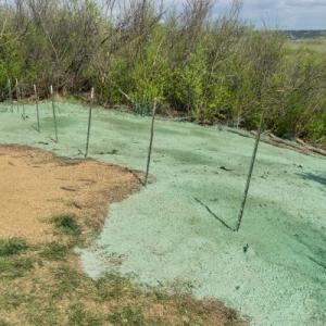 Knoxville Seed Spraying